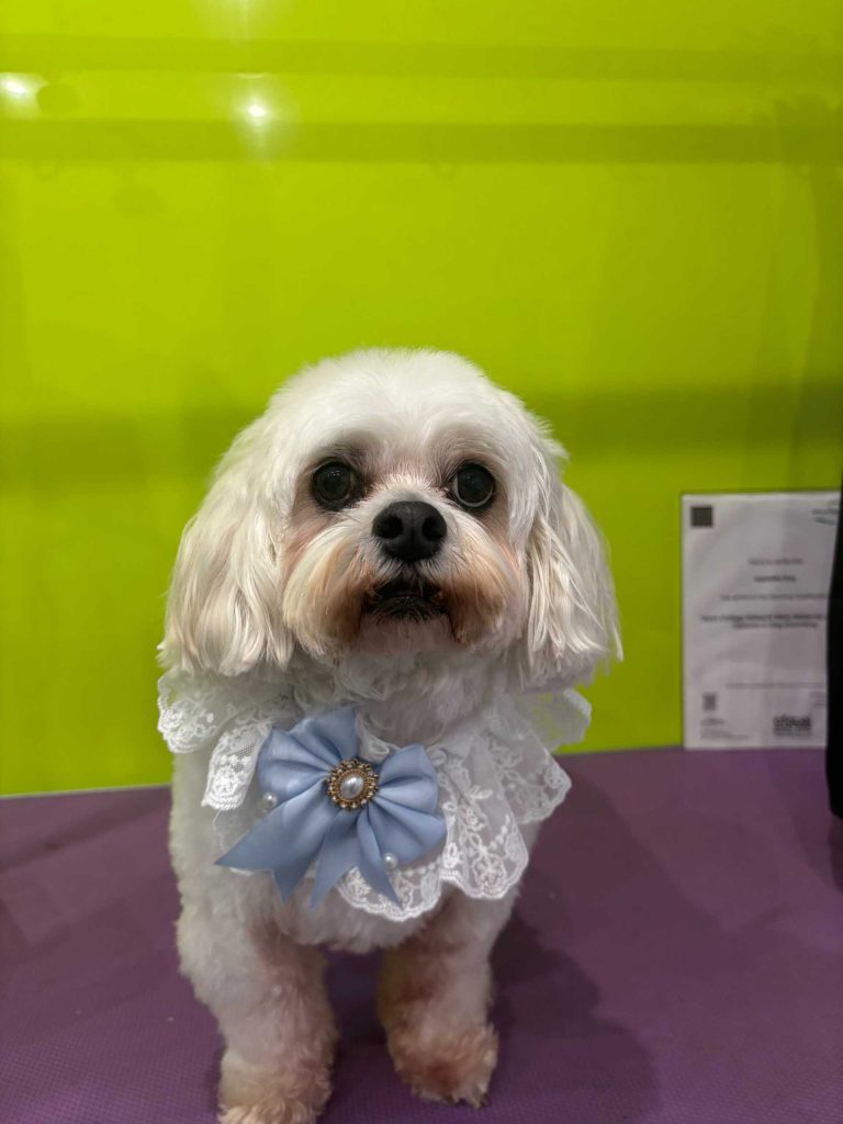 The Barking Lot Professional Dog Grooming Salon