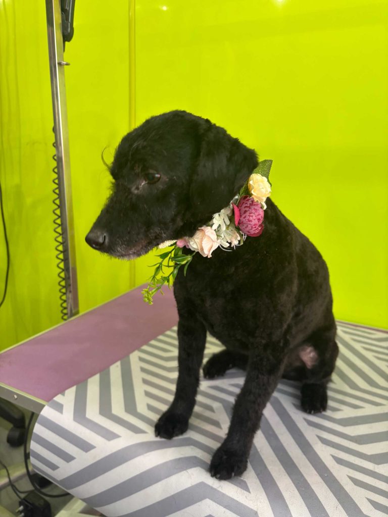Black dog with floral collar