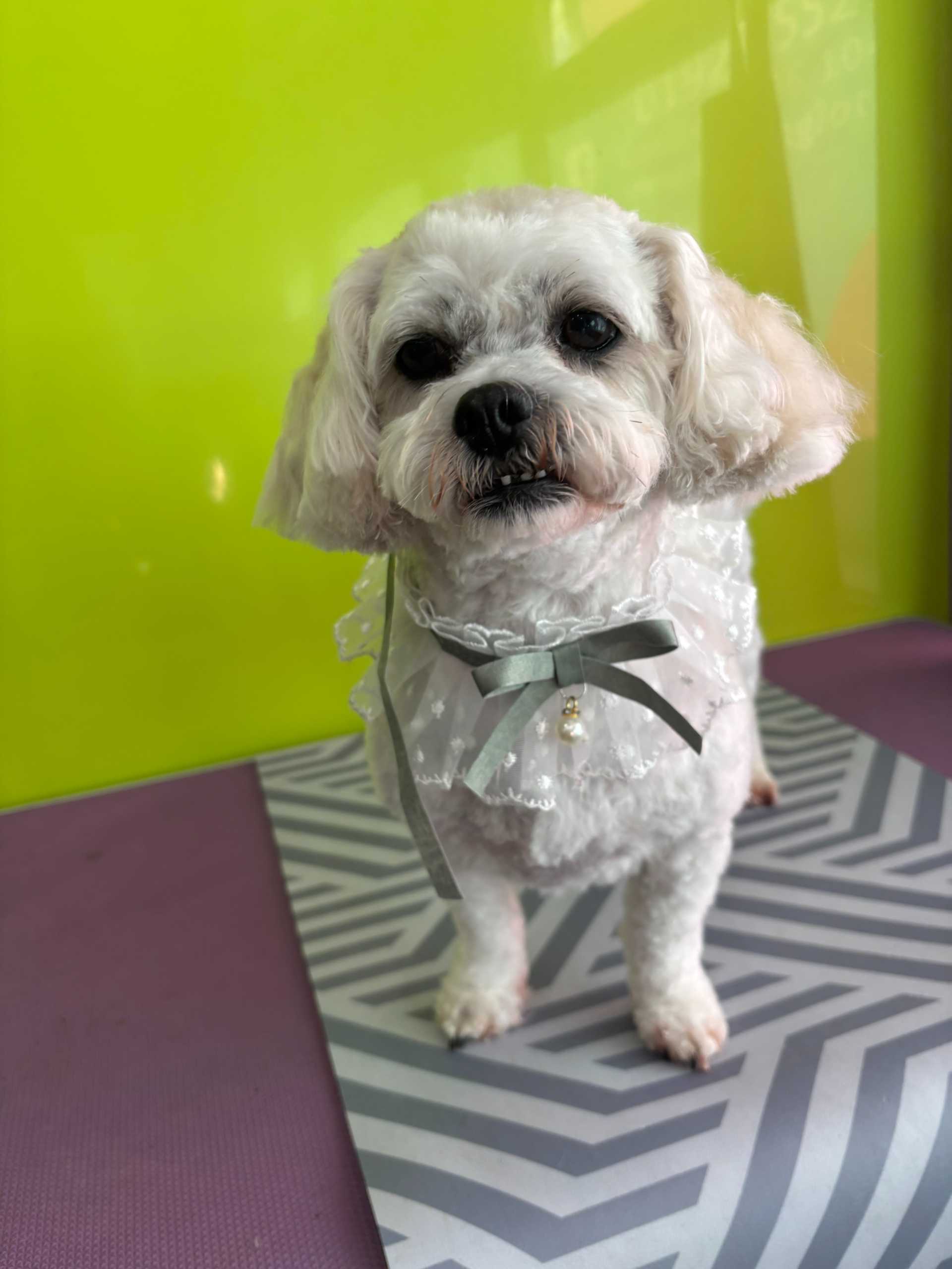 Stylishly dressed small white dog