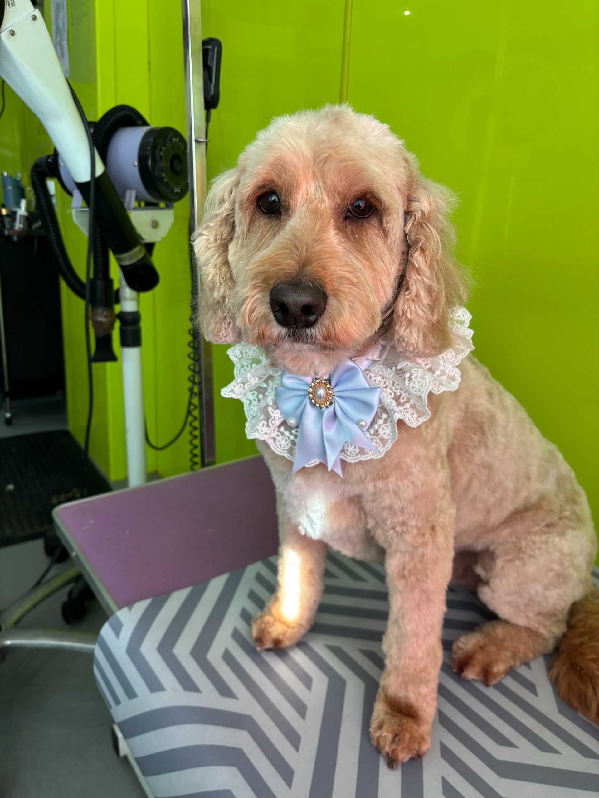 Dog wearing a fancy collar