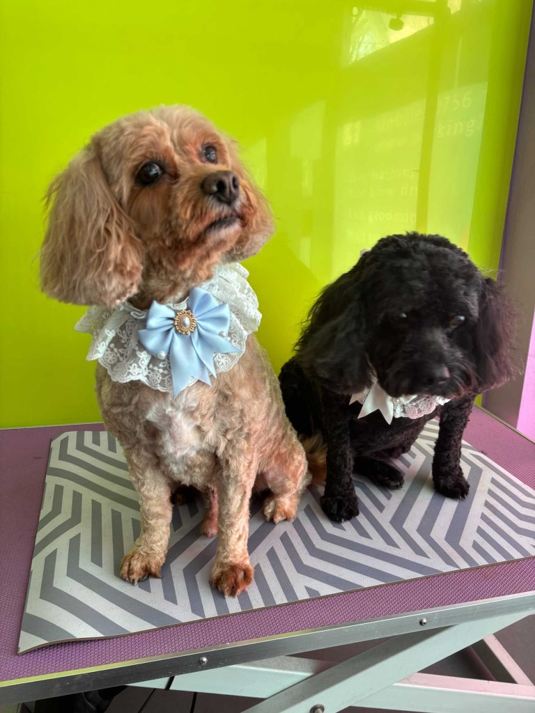 Two dressed-up dogs sitting