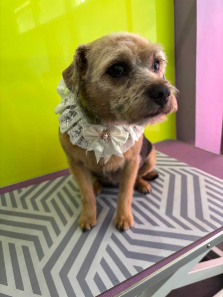 Dog with decorative lace collar