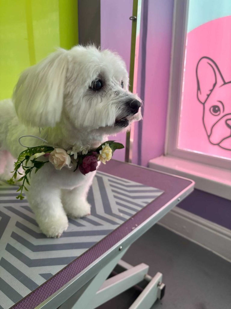 The Barking Lot Professional Dog Grooming Salon