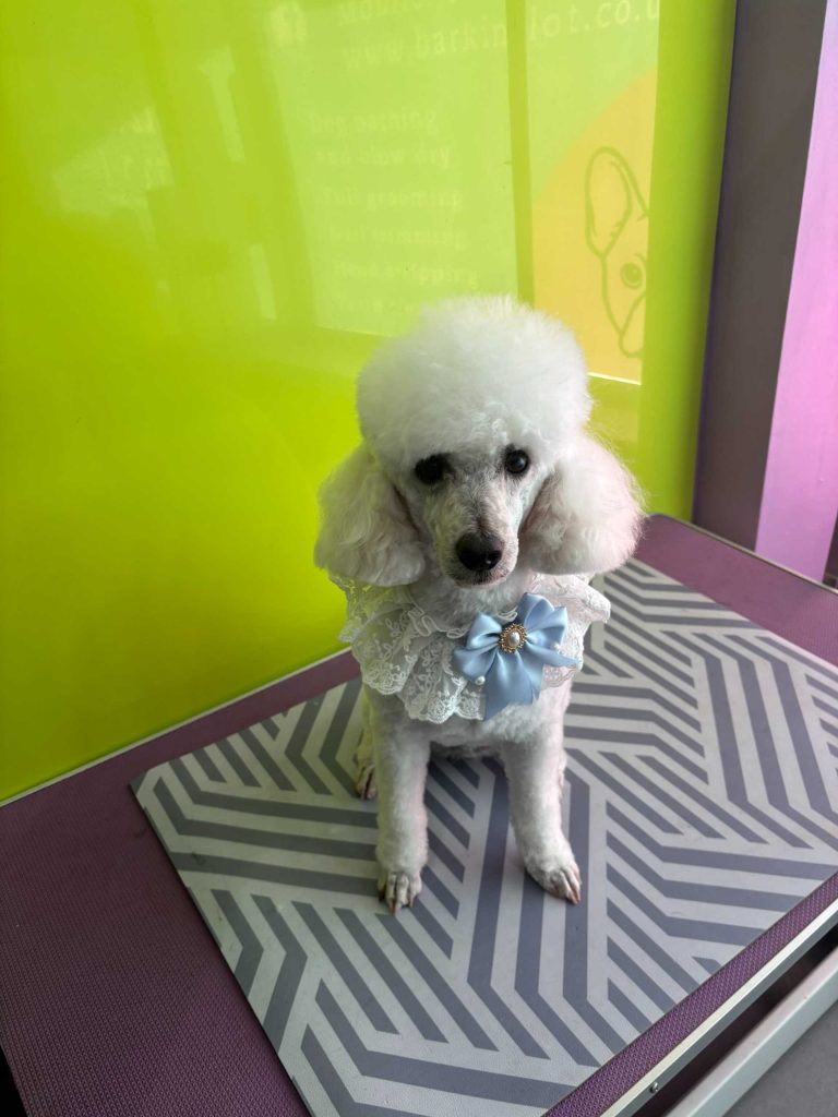 The Barking Lot Professional Dog Grooming Salon