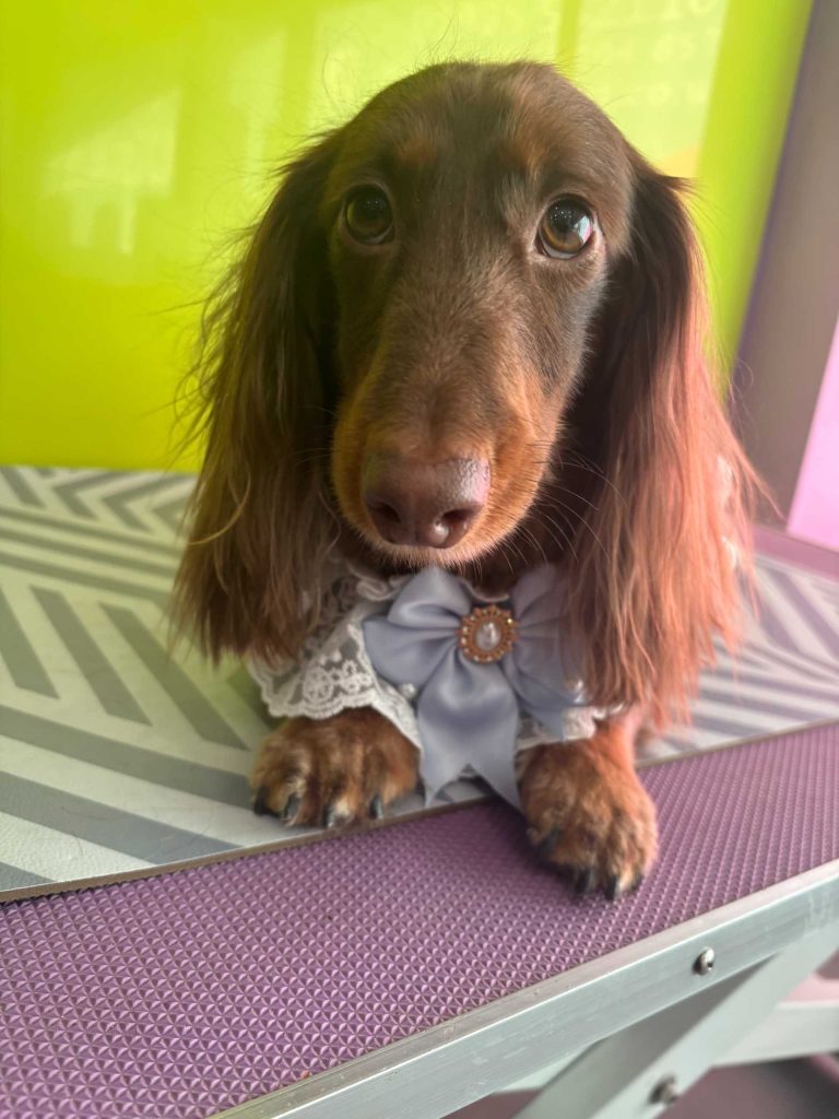 The Barking Lot Professional Dog Grooming Salon