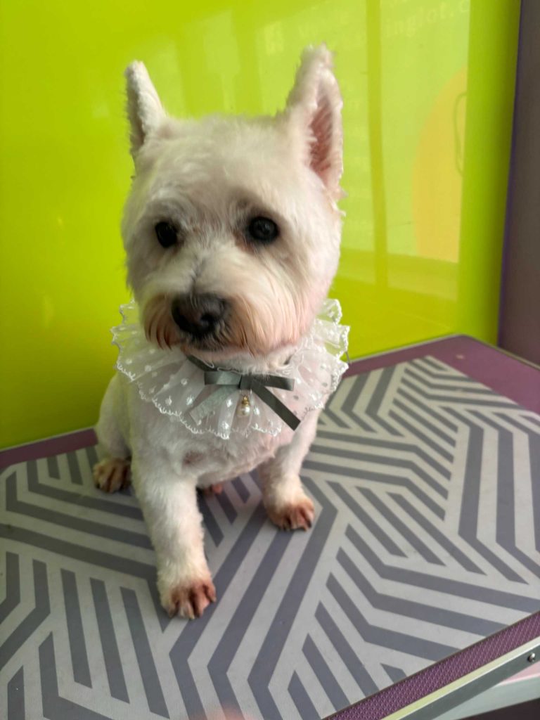 Dog grooming area with equipment