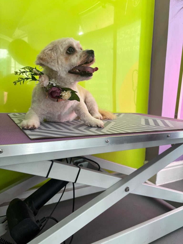 The Barking Lot Professional Dog Grooming Salon