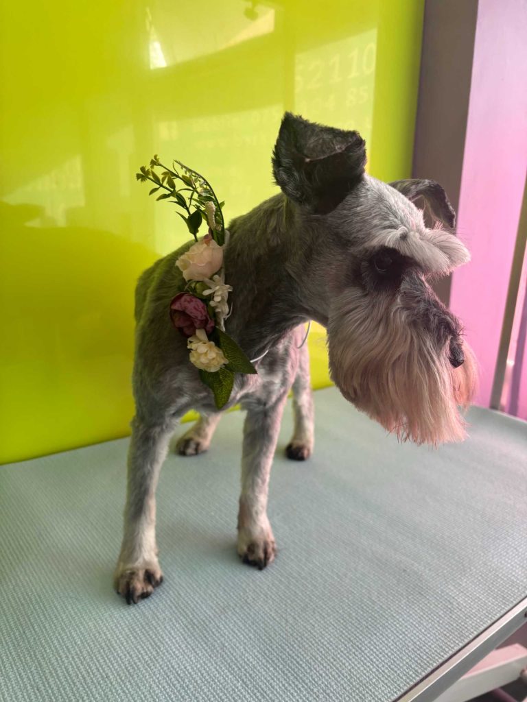The Barking Lot Professional Dog Grooming Salon