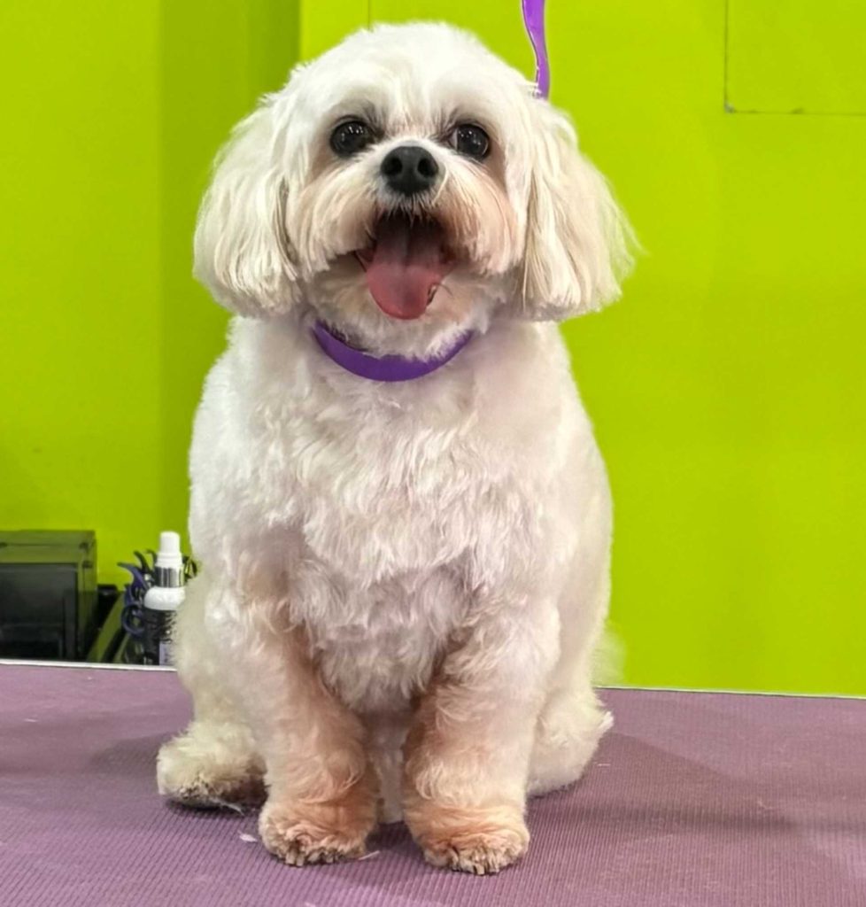 The Barking Lot Professional Dog Grooming Salon