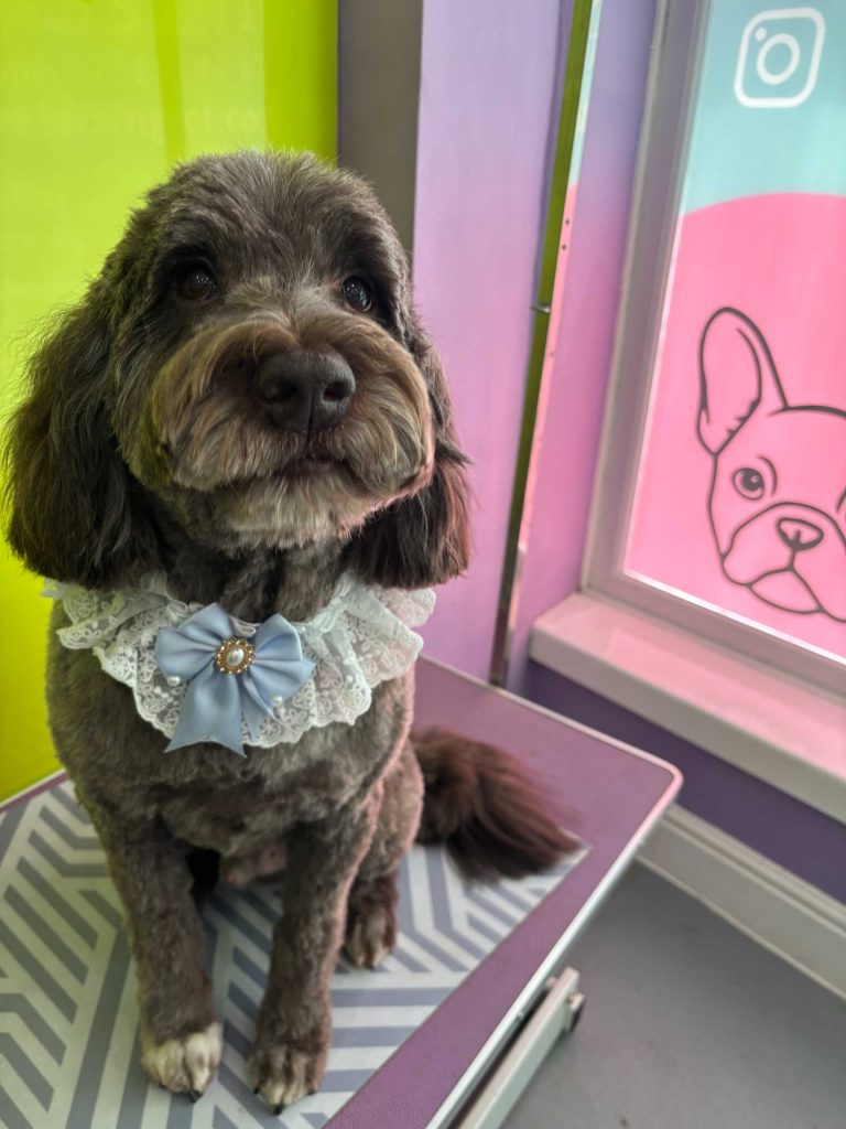 The Barking Lot Professional Dog Grooming Salon