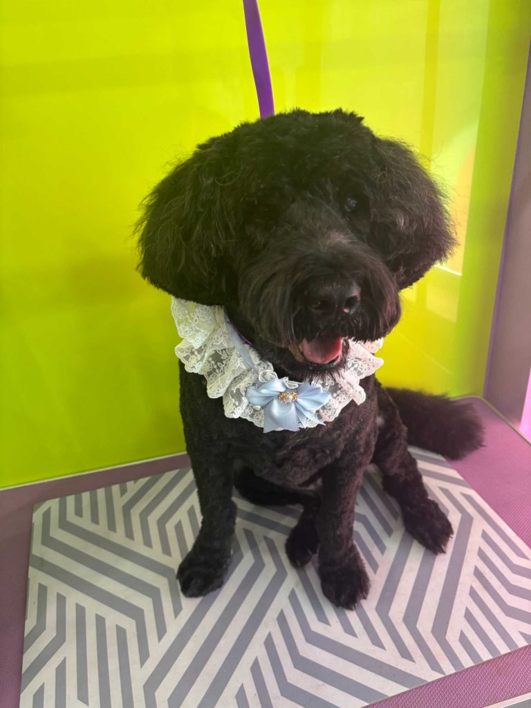 The Barking Lot Professional Dog Grooming Salon