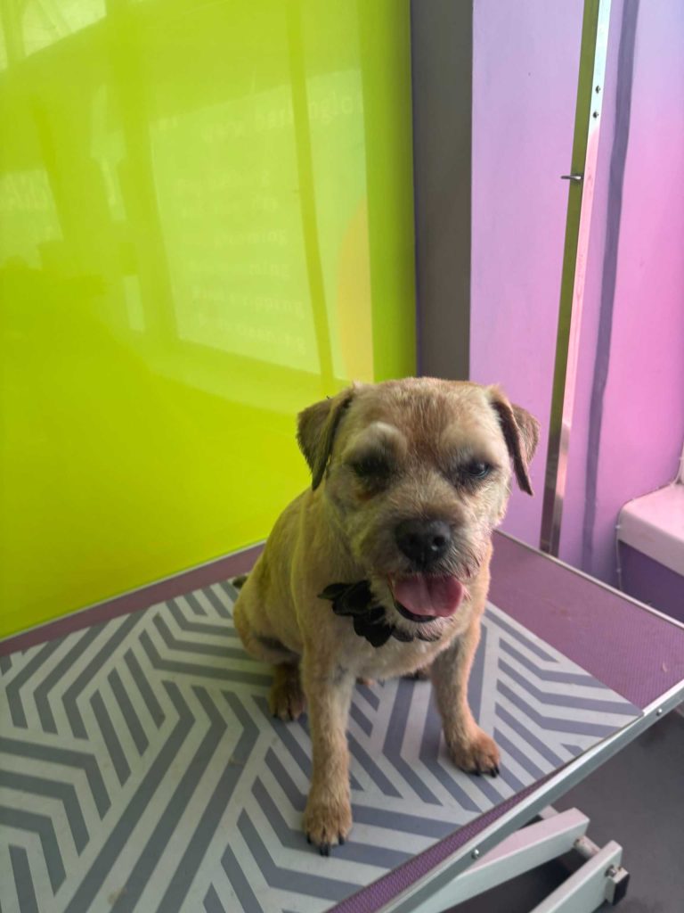 The Barking Lot Professional Dog Grooming Salon