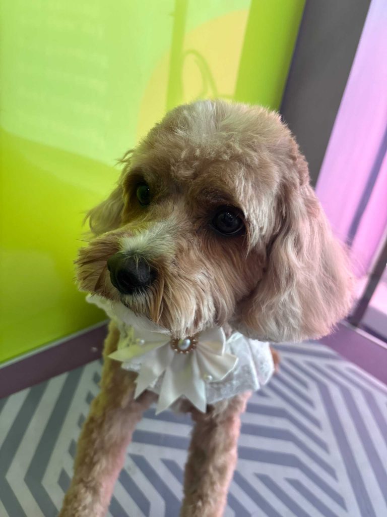The Barking Lot Professional Dog Grooming Salon