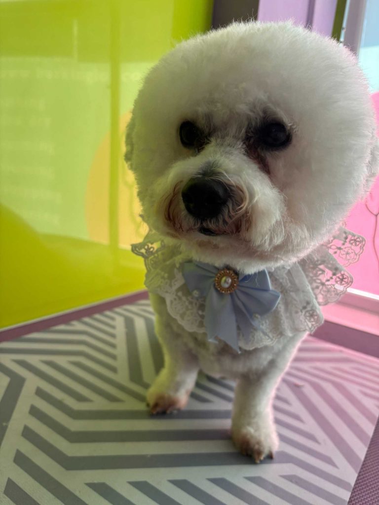 The Barking Lot Professional Dog Grooming Salon