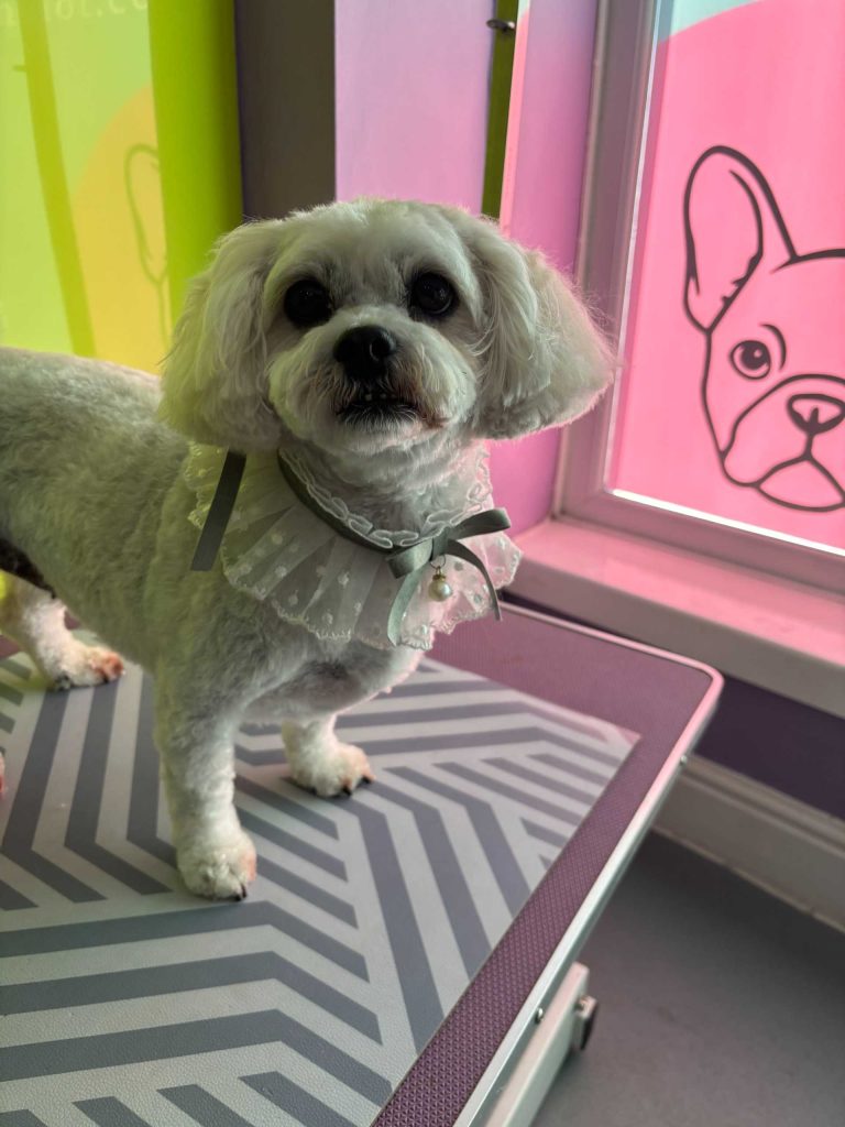 The Barking Lot Professional Dog Grooming Salon