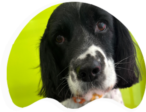 The Barking Lot Professional Dog Grooming Salon