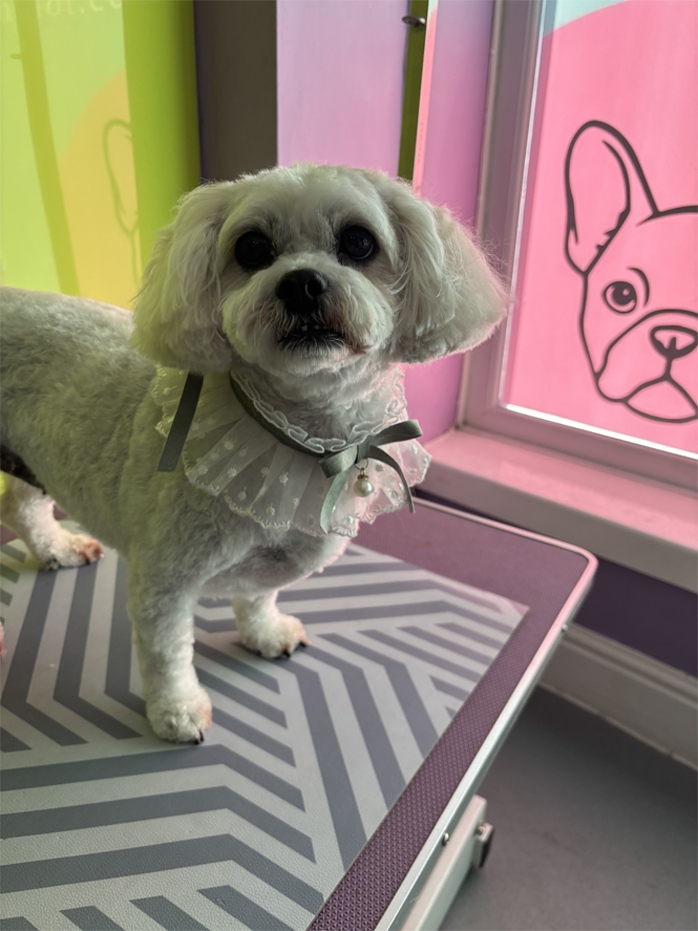 The Barking Lot Professional Dog Grooming Salo